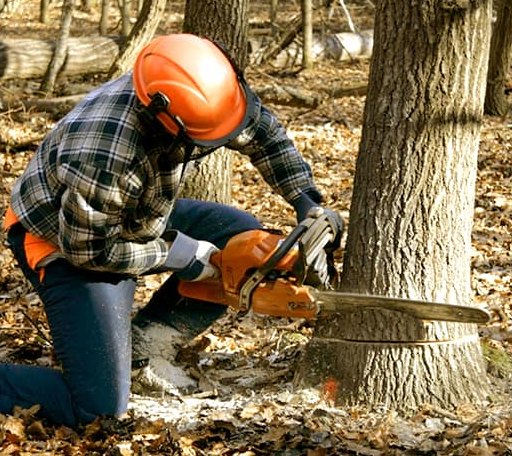 Tree Removal in Ozone, AR